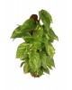 Patos Salon Sarmaşığı (Pothos)